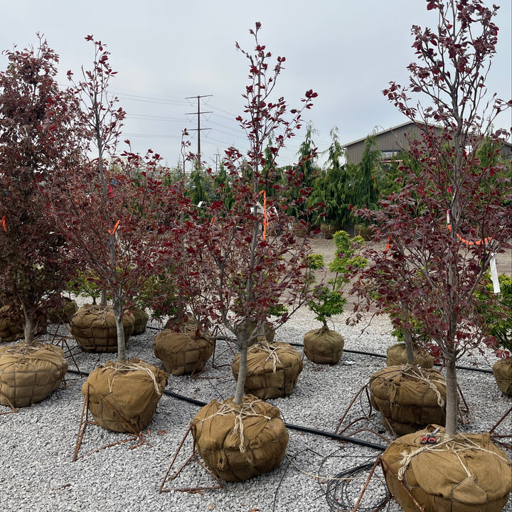 Rivers Purple Beech - Fagus sylvatica 'Riversii' - 1.75" Caliper Ball & Burlap Tree