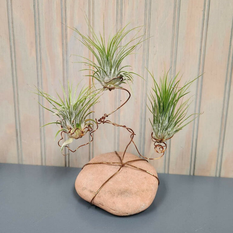 Air Plant Artistry Workshop - Houseplant Party Ticket Required