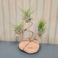 Air Plant Artistry Workshop - Houseplant Party Ticket Required