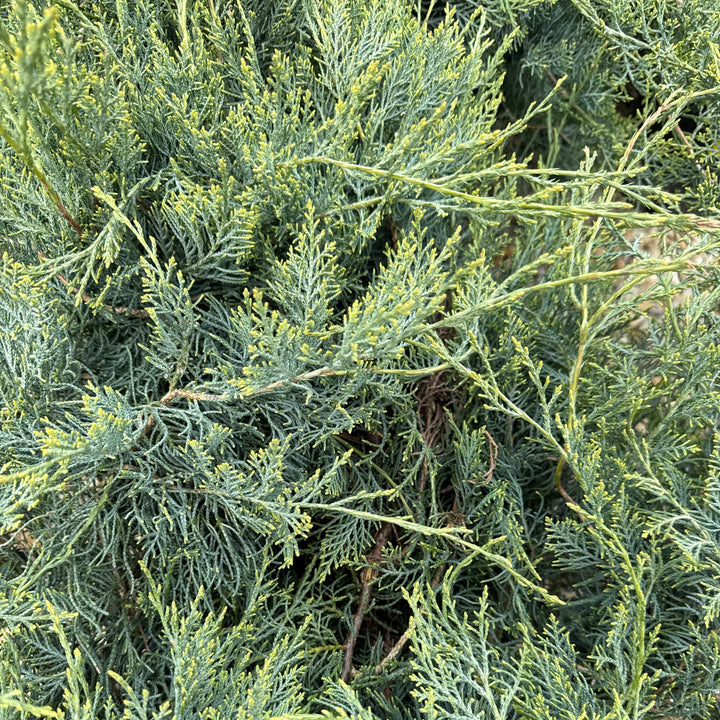 Grey Owl Juniper - Juniperus virginiana - 3 Gallon Potted Evergreen Shrub