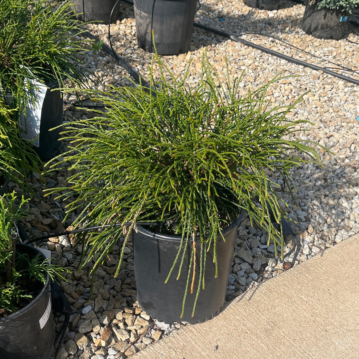 Whipcord Arborvitae - Thuja plicata - 2 Gallon Potted Evergreen Shrub