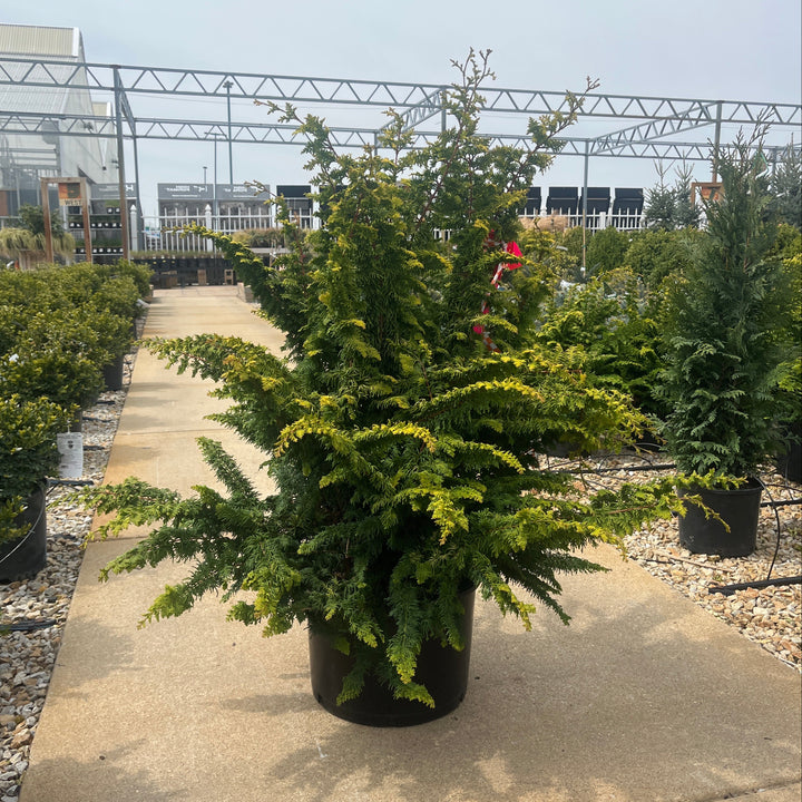 Fernspray Gold Hinoki Cypress - Chamaecyparis obtusa - 6 Gallon Potted Evergreen Shrub