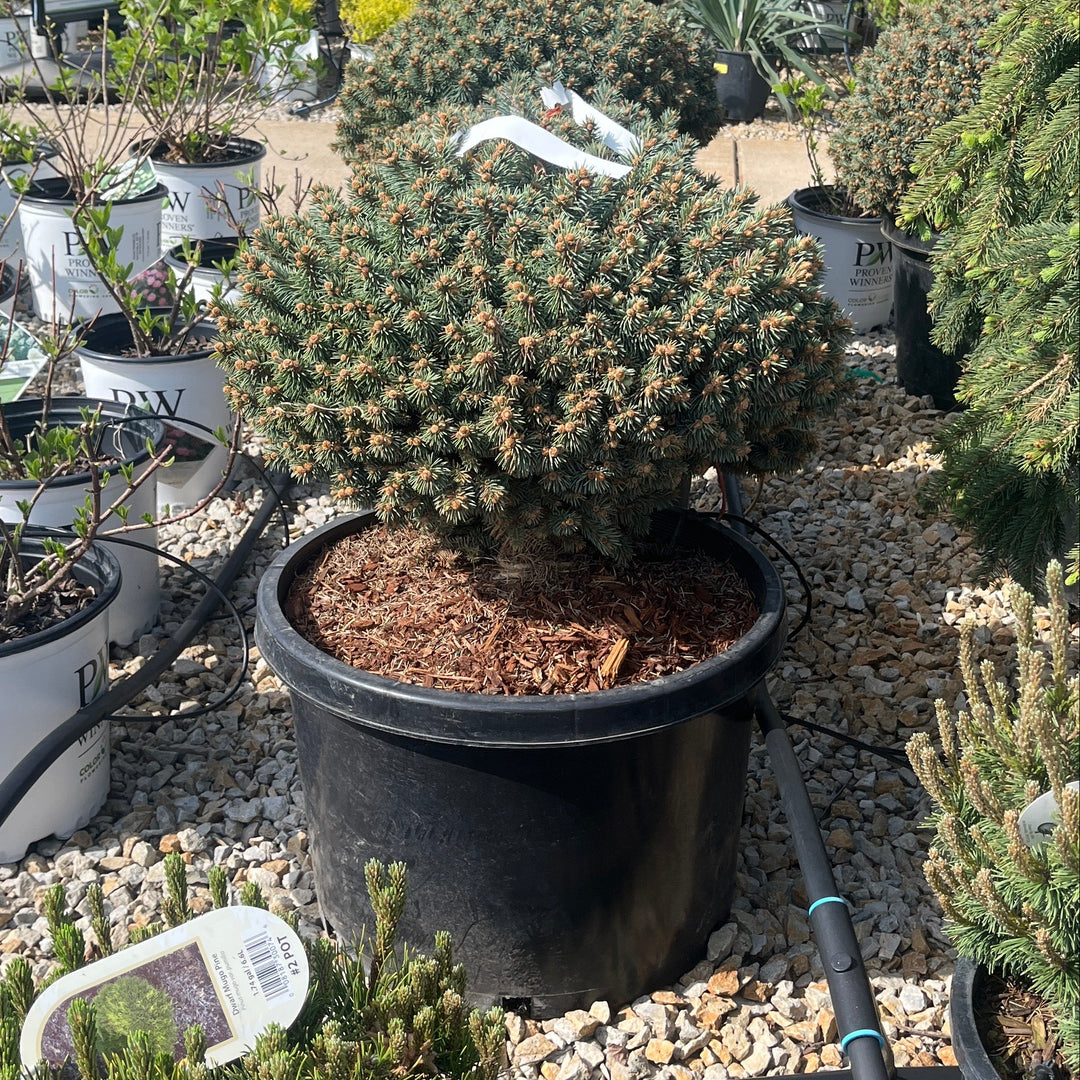 Blue Pearl Colorado Spruce - Picea pungens - 10# Potted Shrub