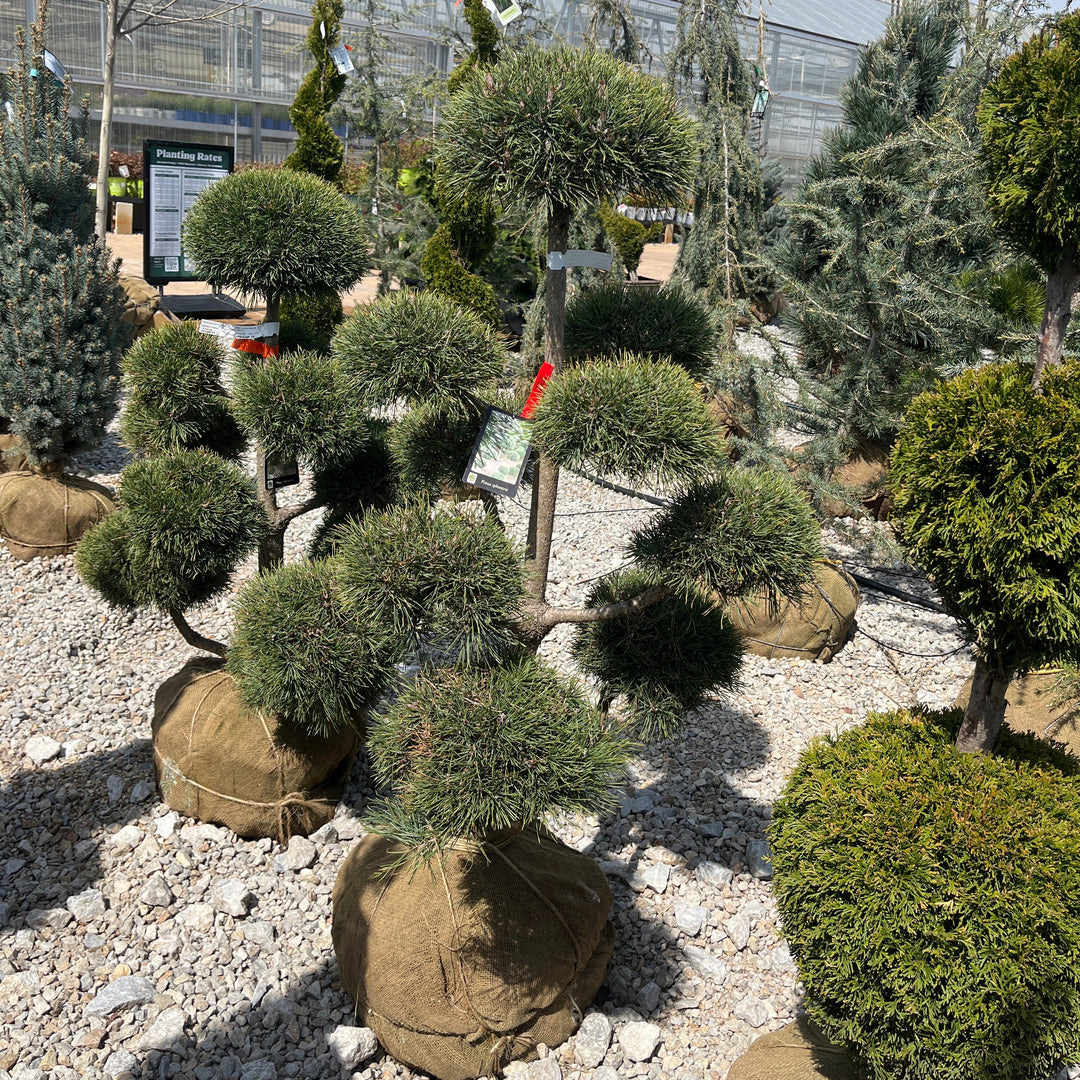 Scotch Pine (Pom Pom) - Pinus sylvestris - 3-4 Foot Ball & Burlap Topiary
