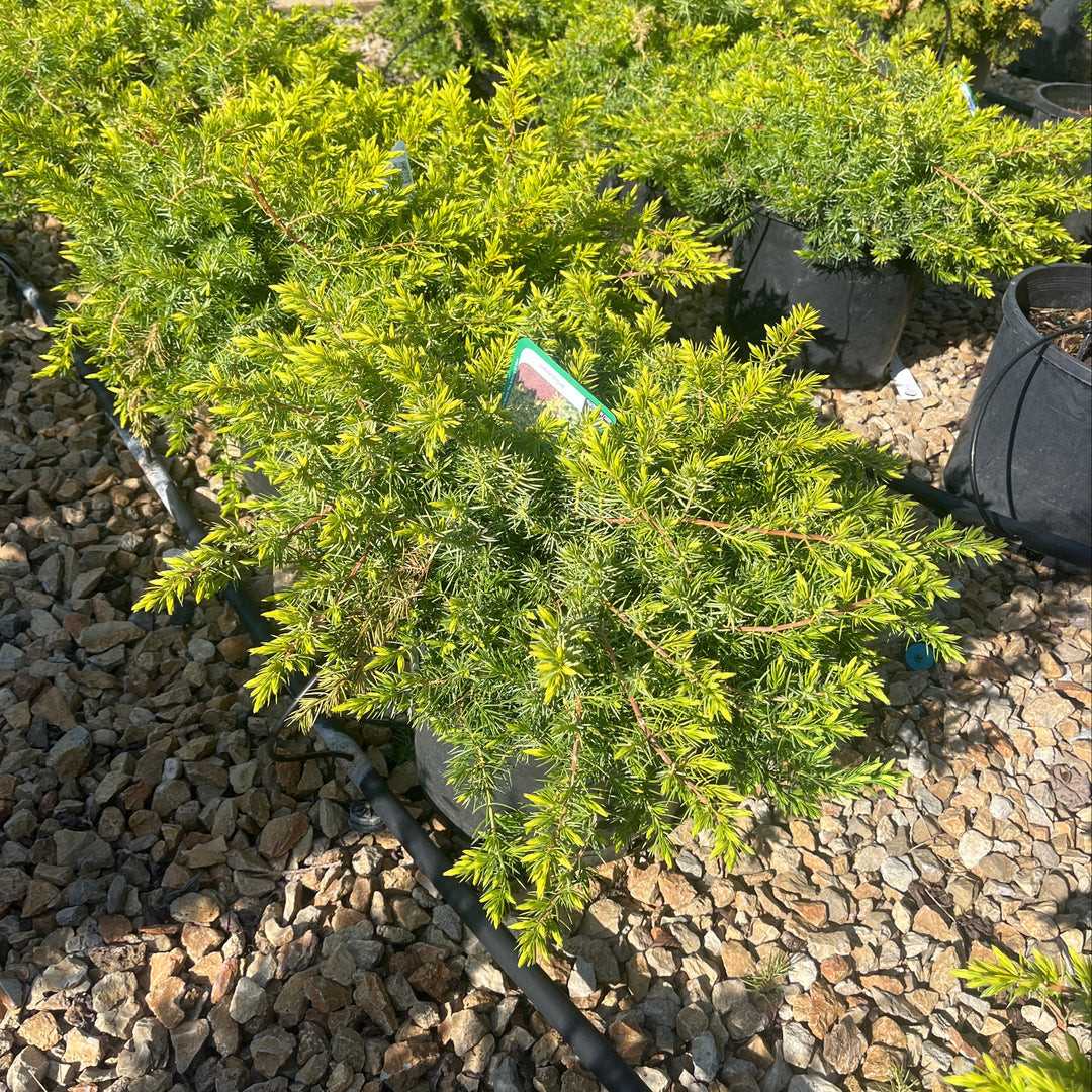 All Gold Shore Juniper - Juniperus conferta - 3# Potted Shrub