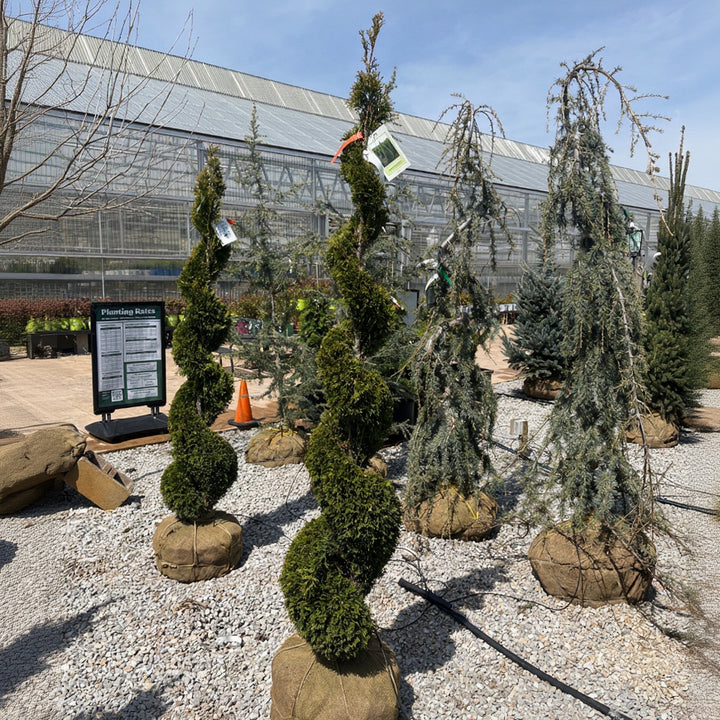 Emerald Green Arborvitae (Spiral) - Thuja occidentalis 'Smaragd' - 5-6 Foot Ball & Burlap Topiary Tree