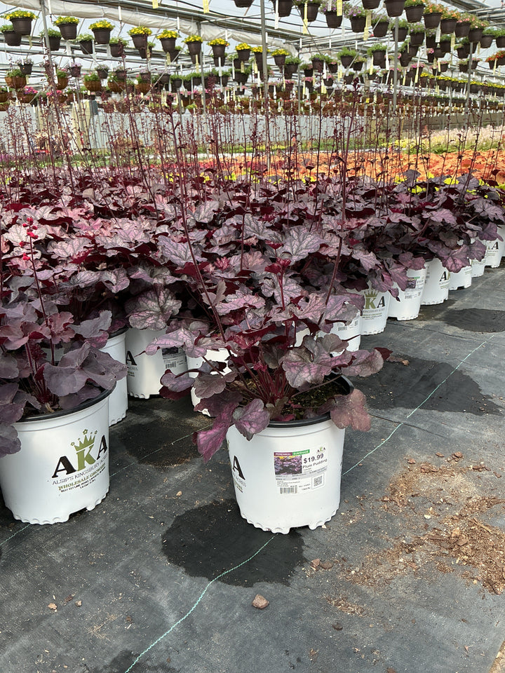 Heuchera Coral Bell Plum Pudding - 8" Potted Perennial