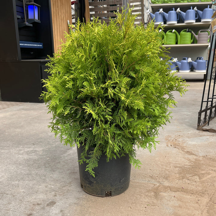 Golden Globe Arborvitae - Thuja occidentalis - 3 Gallon Potted Evergreen Shrub