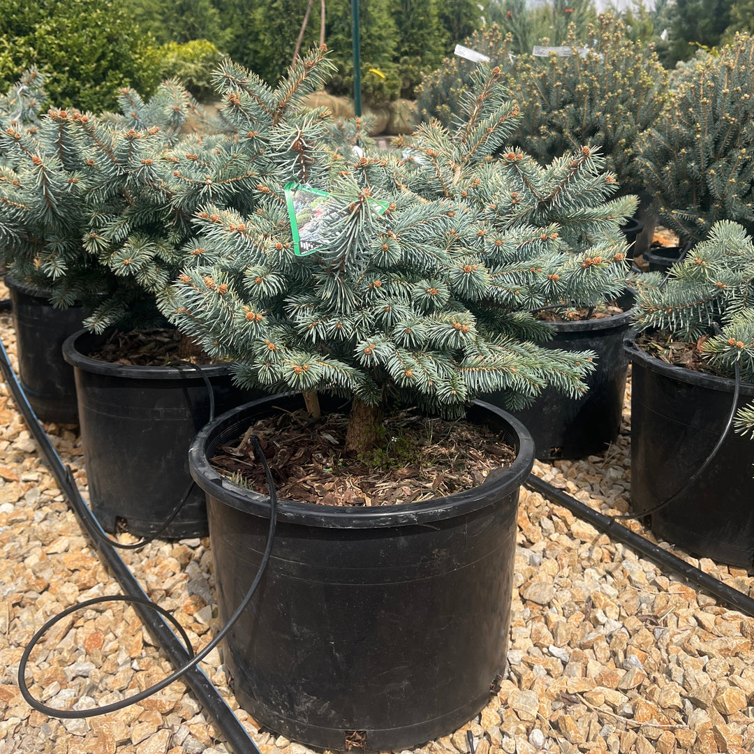 Spring Gold Colorado Spruce - Picea pungens 'Niemetz' - 6 Gallon Potted Shrub