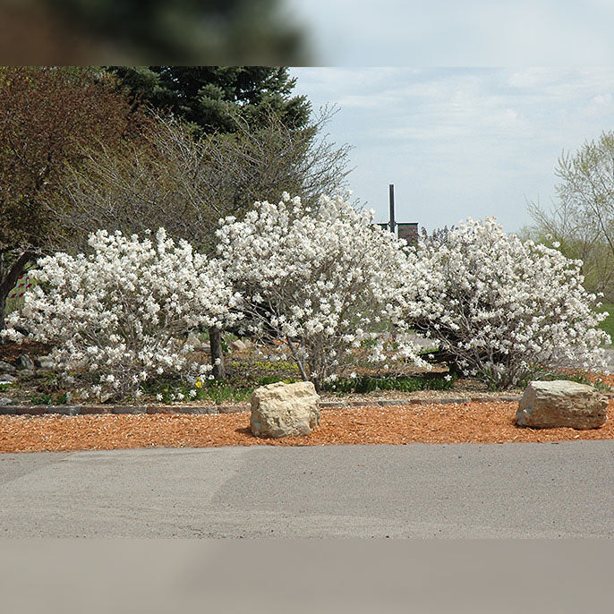 Magnolia Tree, Royal Star, BB 5 ft.