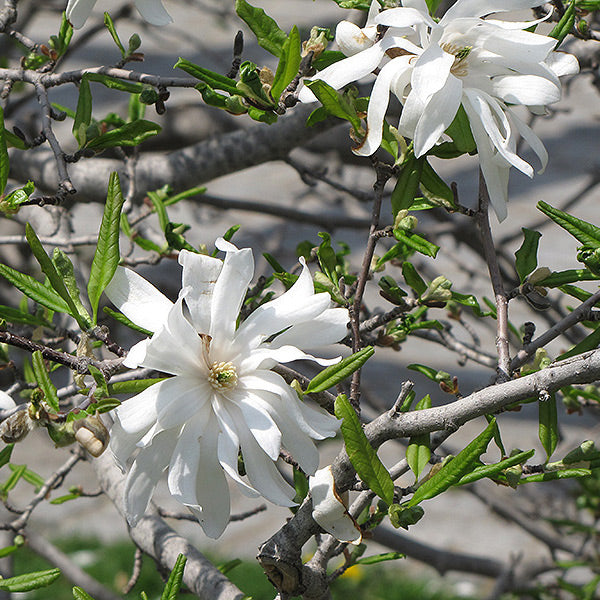 Magnolia Tree, Royal Star, BB 5 ft.