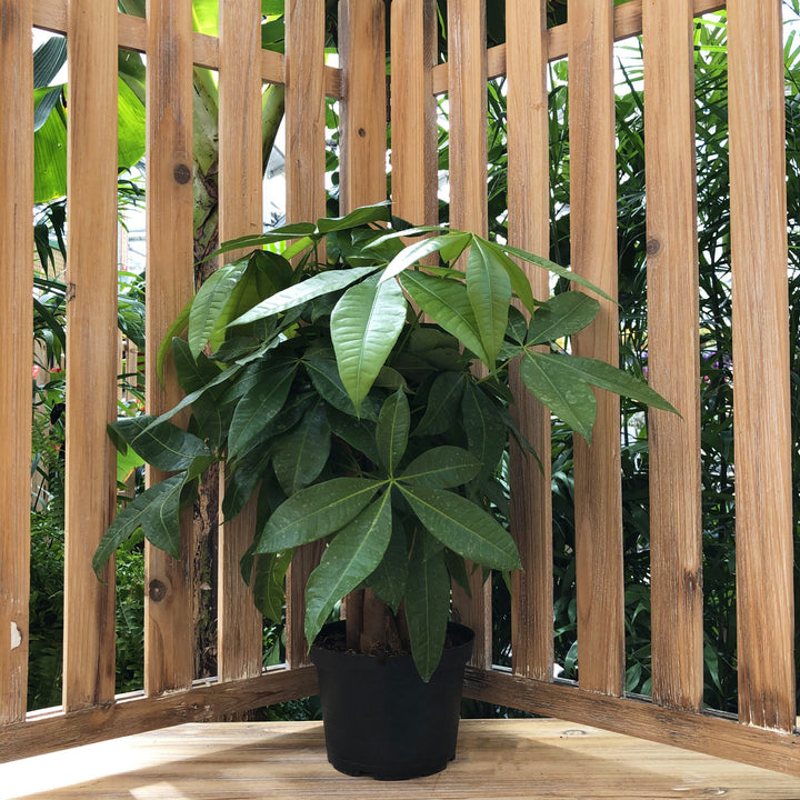 Money Tree Braid Plant, 6"