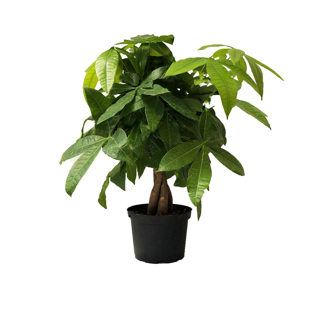 Money Tree Braid Plant, 6"