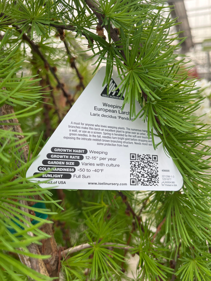 Weeping European Larch - Larix decidua 'Pendula' - 10 Gallon Potted Tree
