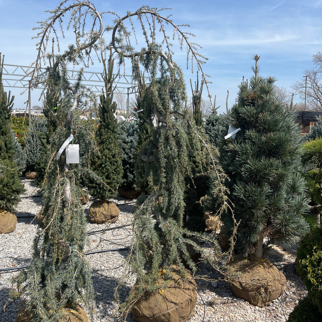 Weeping Blue Atlas Cedar (Serpent Form) - Cedrus atlantica 'Glauca Pendula' - 6-7' Ball & Burlap Tree