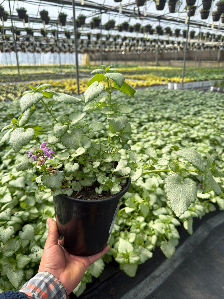 Lamium Dead Nettle Orchid Frost - 6" Perennial - 6" Potted Perennial