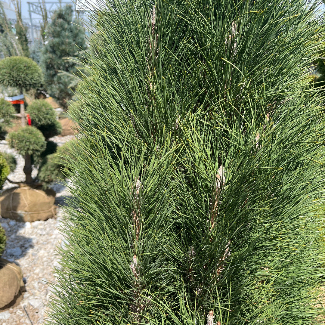 Green Tower Austrian Pine - Pinus nigra - 4-5 Foot Ball & Burlap Tree