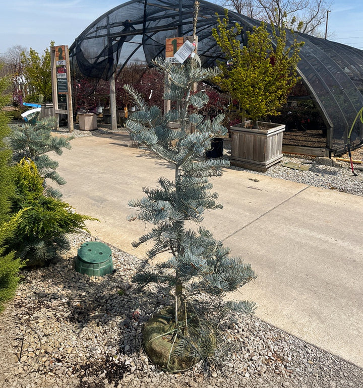 Candicans White Fir - Abies concolor - 4-5 Foot Ball & Burlap Tree