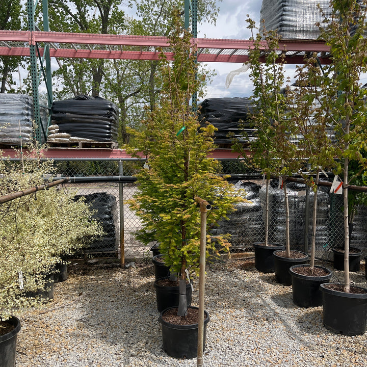 Amber Glow Dawn Redwood - 10 Gallon Tree