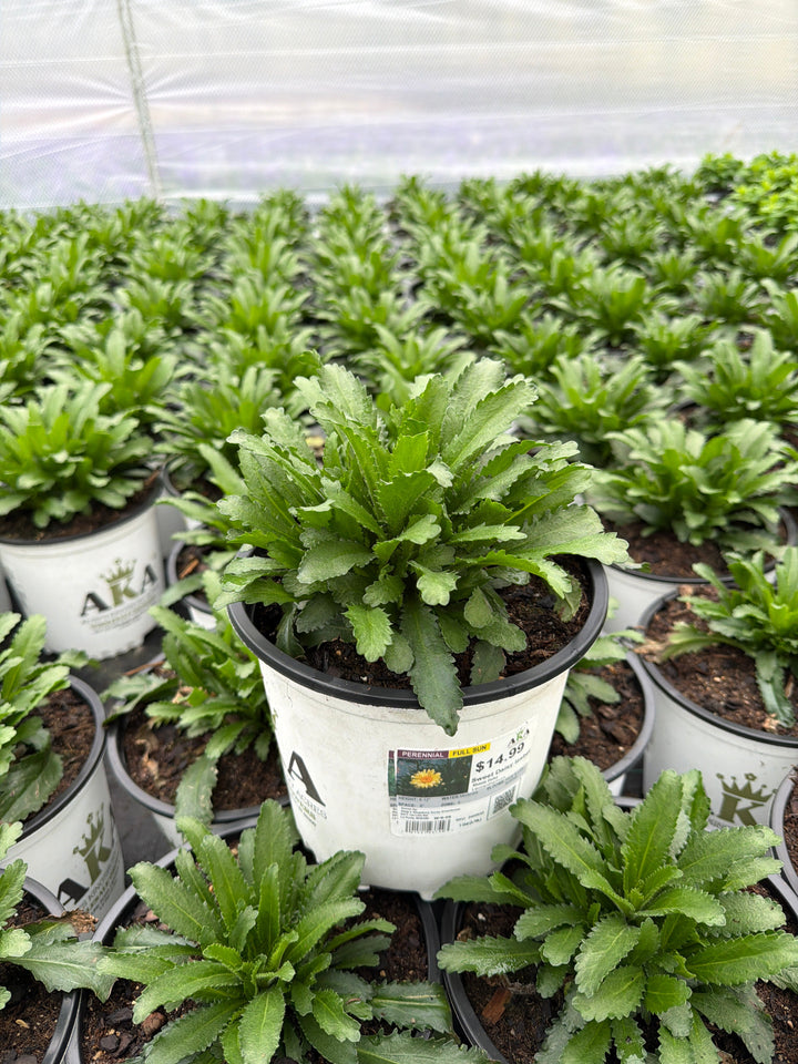 Leucanthemum Shasta Daisy Sweet Daisy Izabel - 8" Potted Perennial