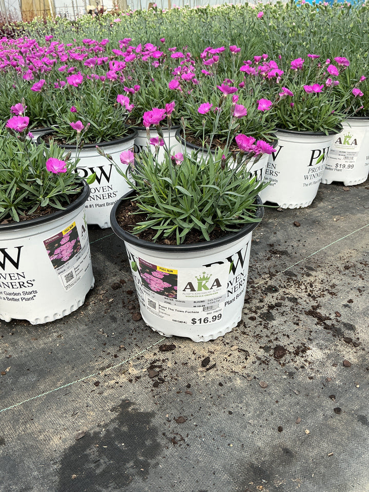 Dianthus Pinks Paint The Town Fuchsia - 6" Perennial - 6" Potted Perennial