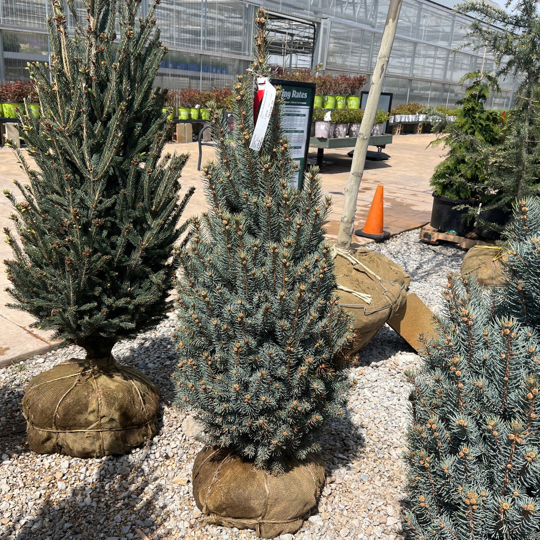 Upright Colorado Spruce - Picea pungens 'Fastigiata' - 3-4 Foot Ball & Burlap Tree