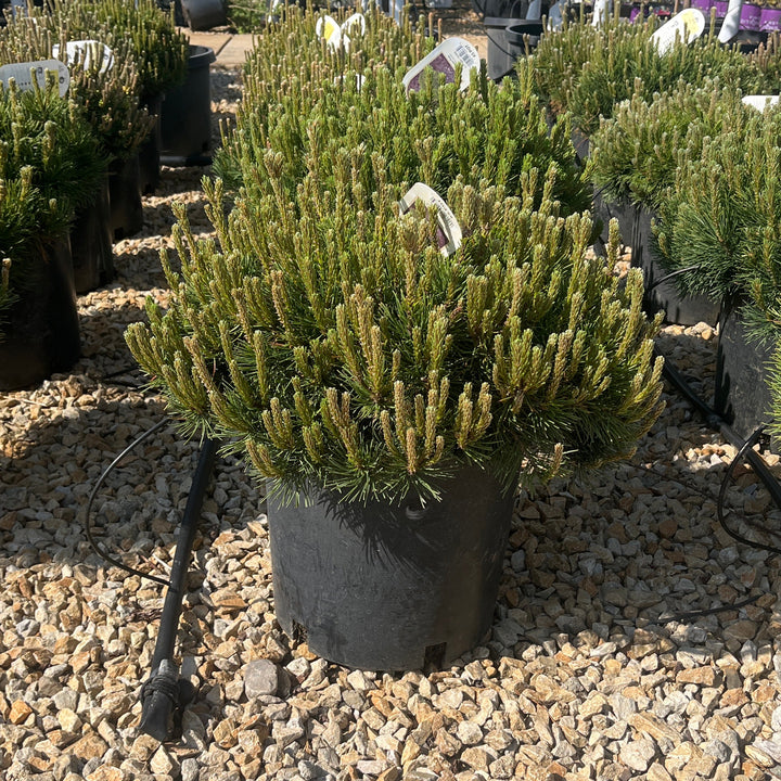 Dwarf Mugo Pine - Pinus mugo var. pumilio - 5 Gallon Potted Evergreen Shrub