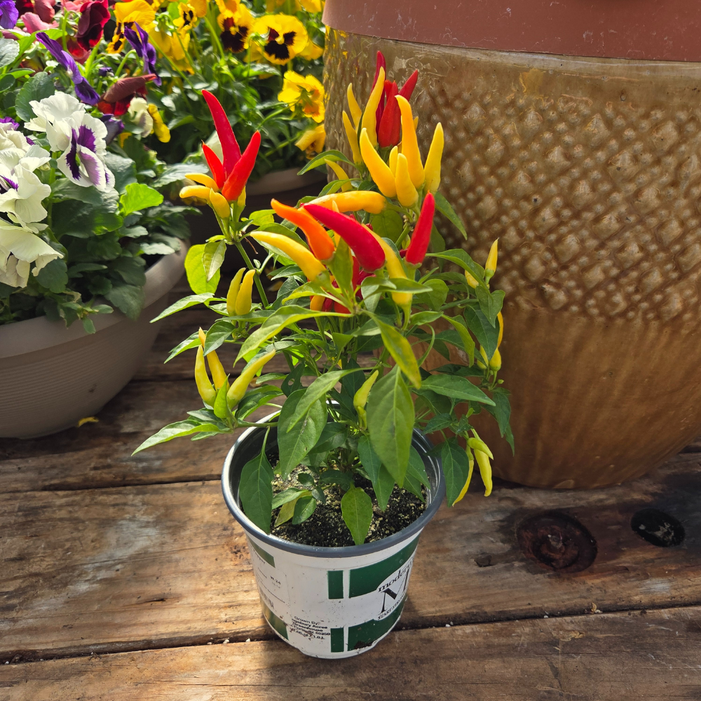 DIY Container - Fall Annual 5 Pack