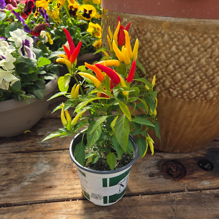 DIY Container - Fall Annual 5 Pack