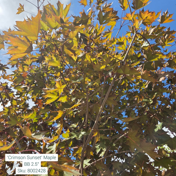 Crimson Sunset Maple Tree, B&B 2.5" Caliper