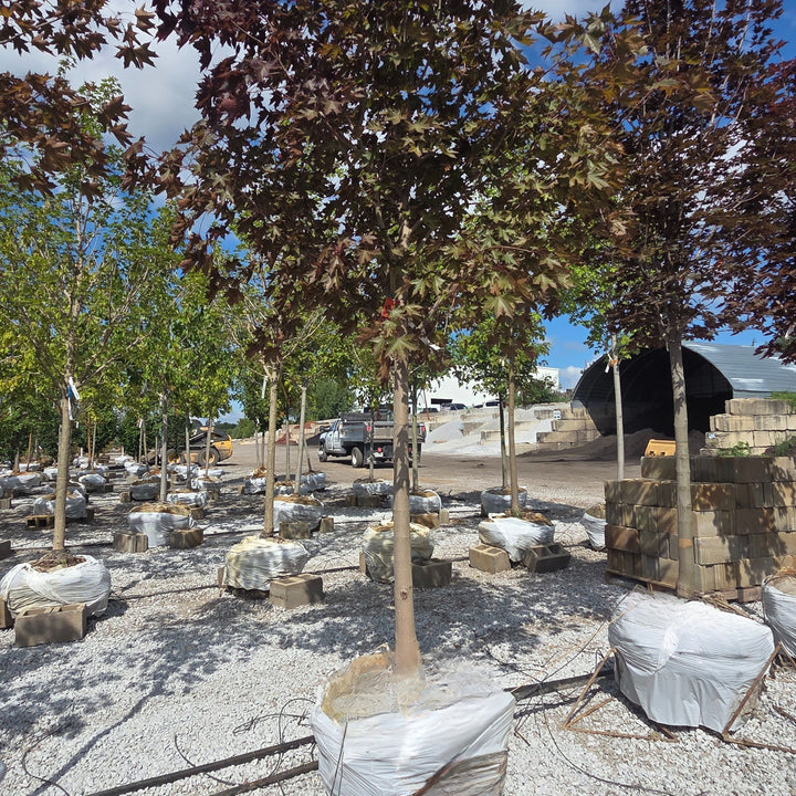Crimson Sunset Maple Tree, B&B 2.5" Caliper