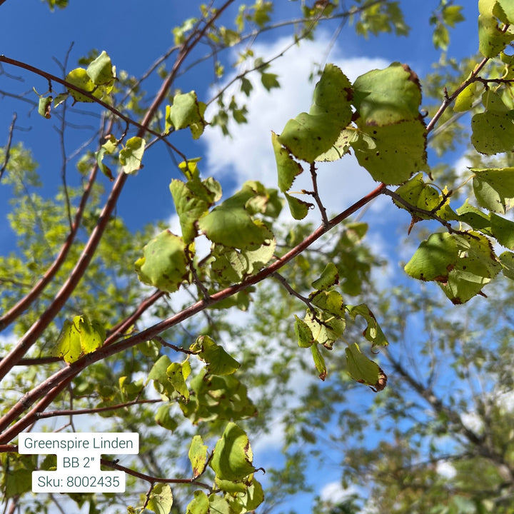 Greenspire Linden Tree, B&B 2" Caliper
