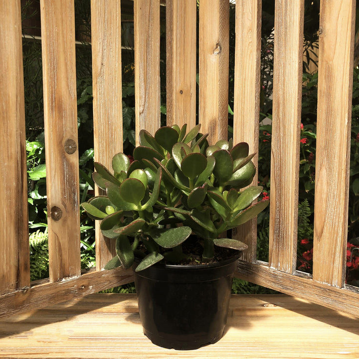 Jade Plant, 6 in. Pot