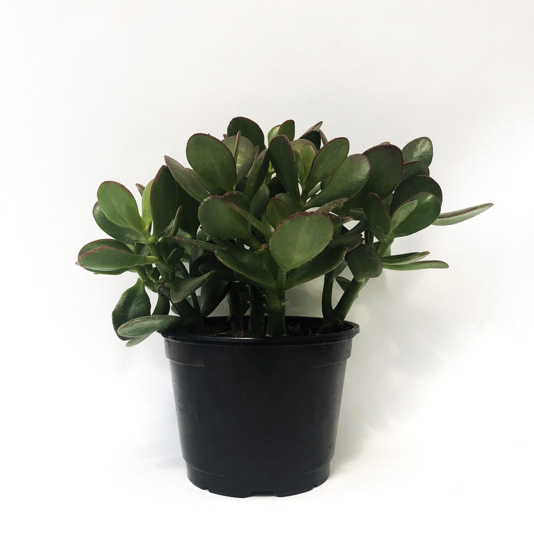 Jade Plant, 6 in. Pot