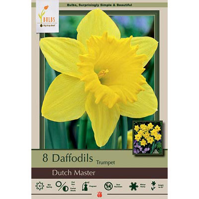 Netherland Bulb Co. Narcissus, Dutch Master Bulbs