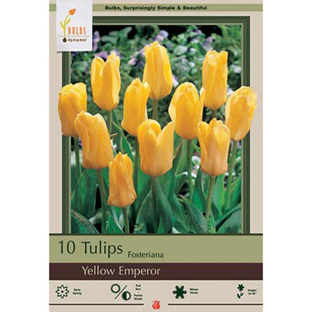 Netherland Bulb, Tulip, RockGarden Yellow Emperor