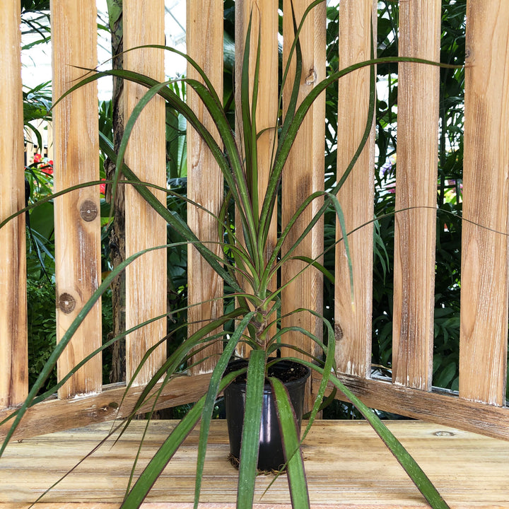 Dracaena Assorted Plant, Sold Individually