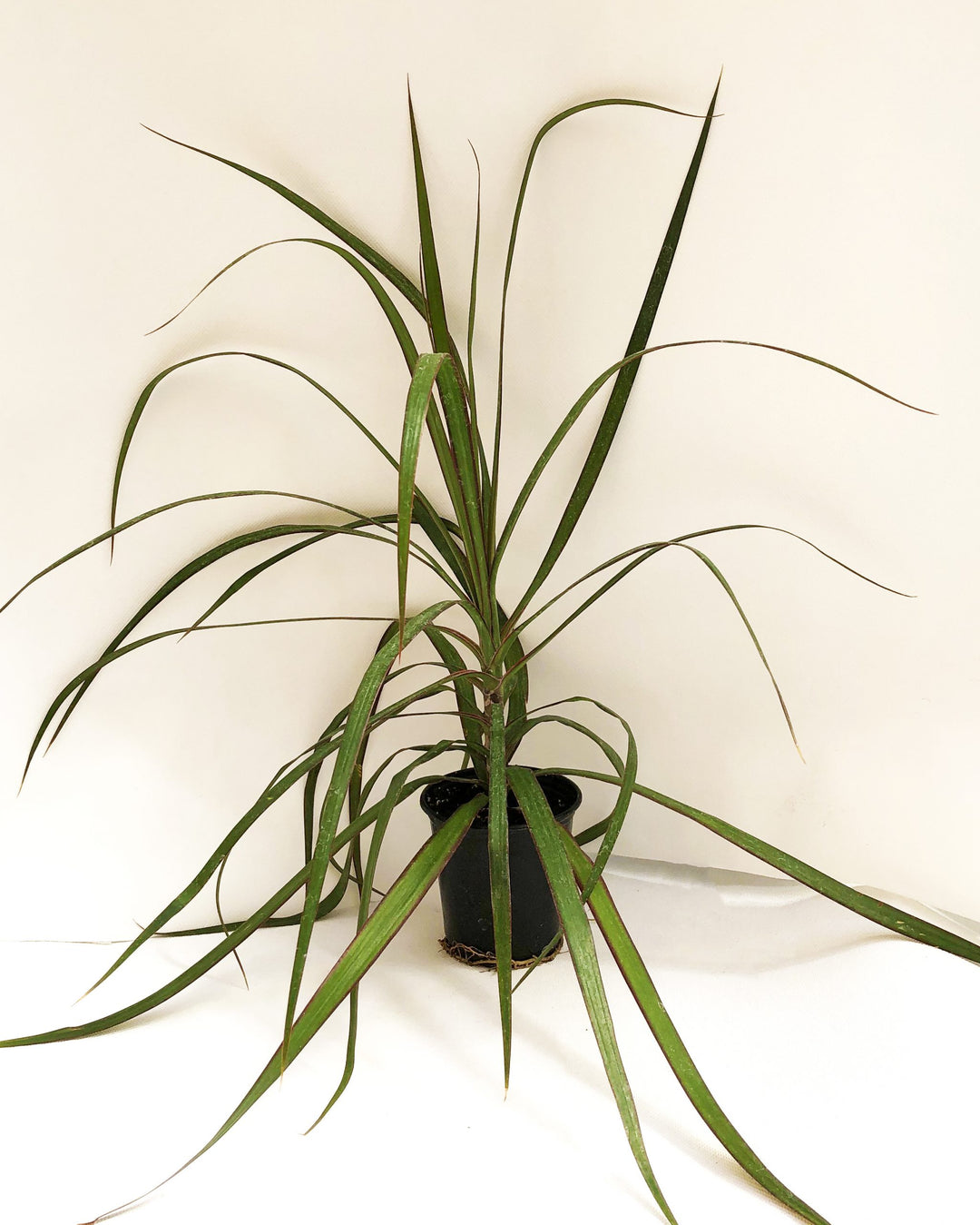 Dracaena Assorted Plant, Sold Individually