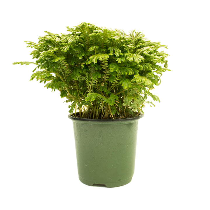 Frosty Fern, Live Plant 4.5 in. Pot