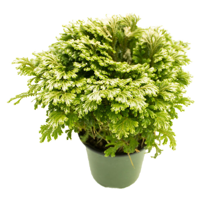 Frosty Fern, Live Plant 4.5 in. Pot