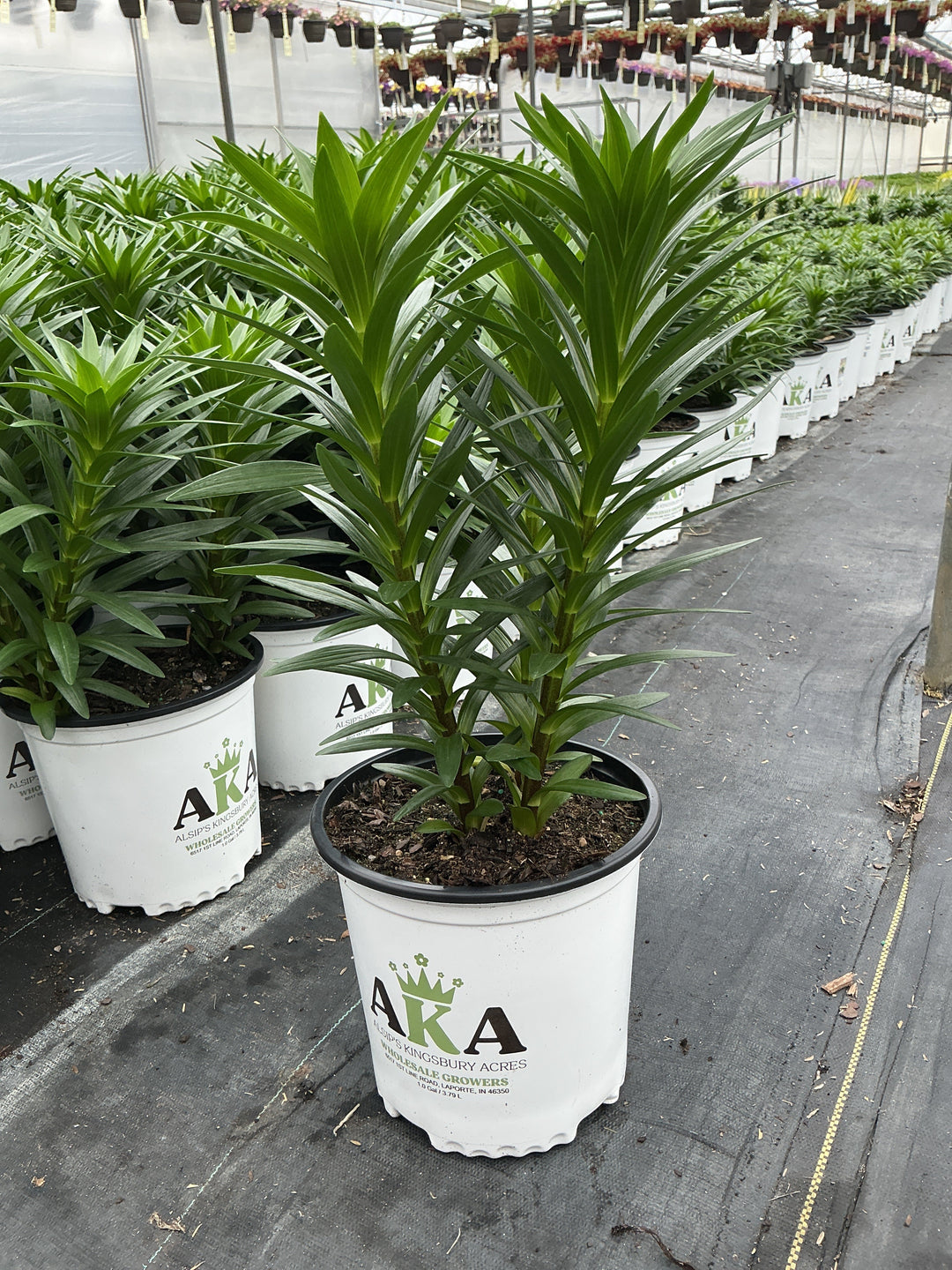 Lilium Lily La Summer Sun - 8" Potted Perennial