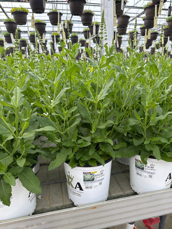 Salvia Sage Lyrical White - 8" Potted Perennial