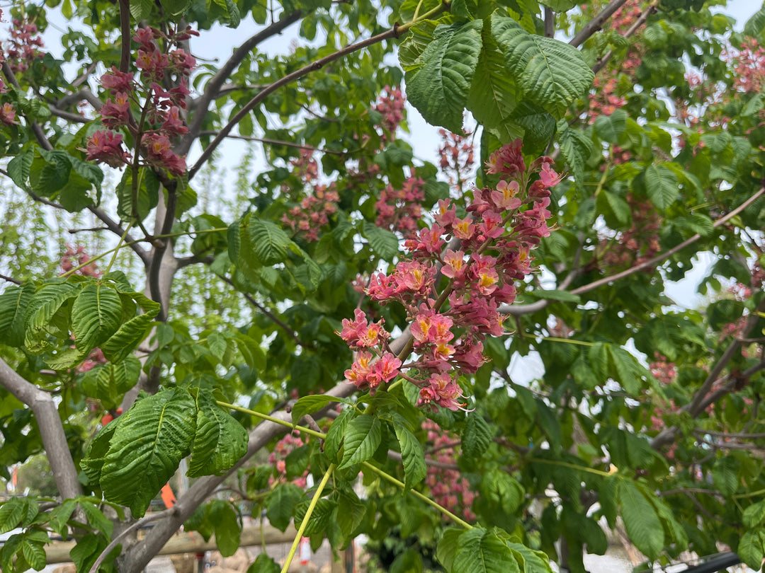 Fort McNair Red Horse Chestnut - Aesculus x carnea 'Fort McNair' - 2" Caliper Ball & Burlap Tree