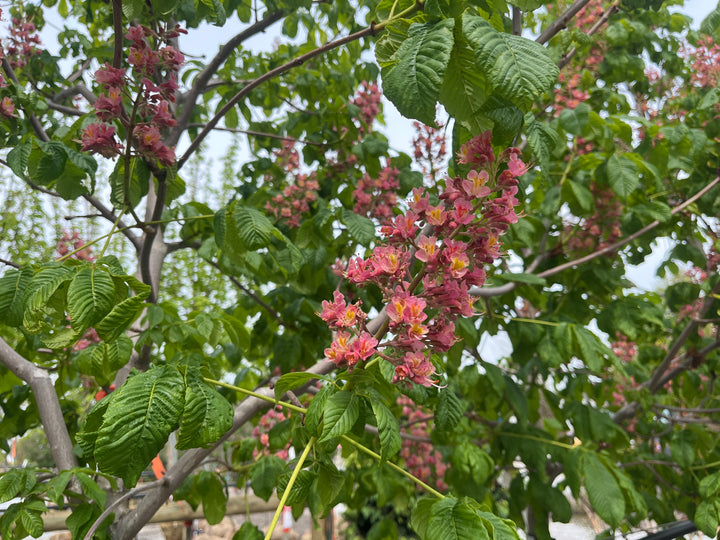 Fort McNair Red Horse Chestnut - Aesculus x carnea 'Fort McNair' - 2" Caliper Ball & Burlap Tree