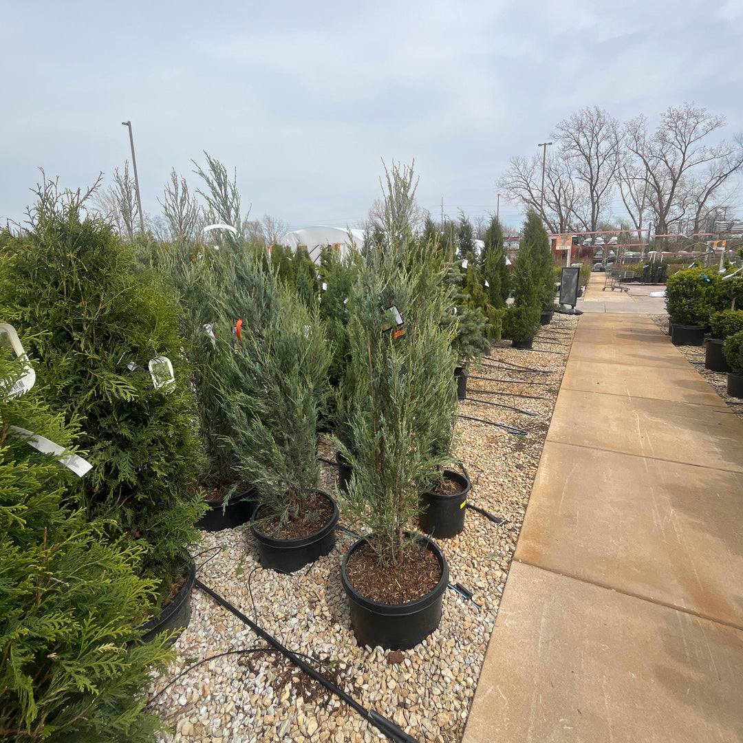 Skyrocket Juniper - Juniperus scopulorum - 10 Gallon Potted Shrub