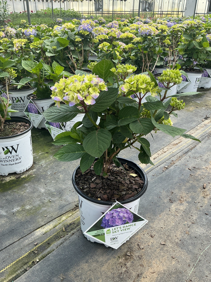 Hydrangea Macrophylla Let's Dance Sky View - 8" Pot