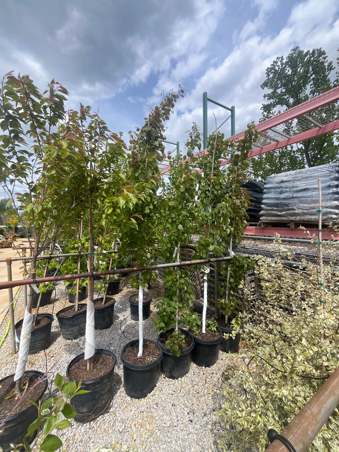 Swedish Columnar Aspen - 15 Gallon Tree