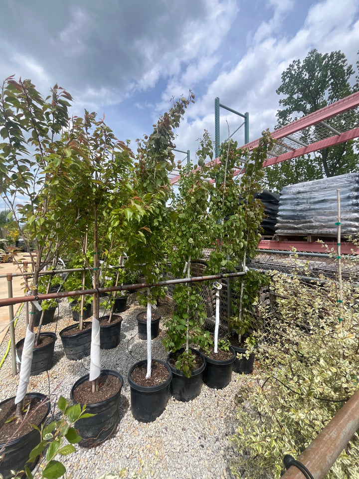 Swedish Columnar Aspen - 15 Gallon Tree