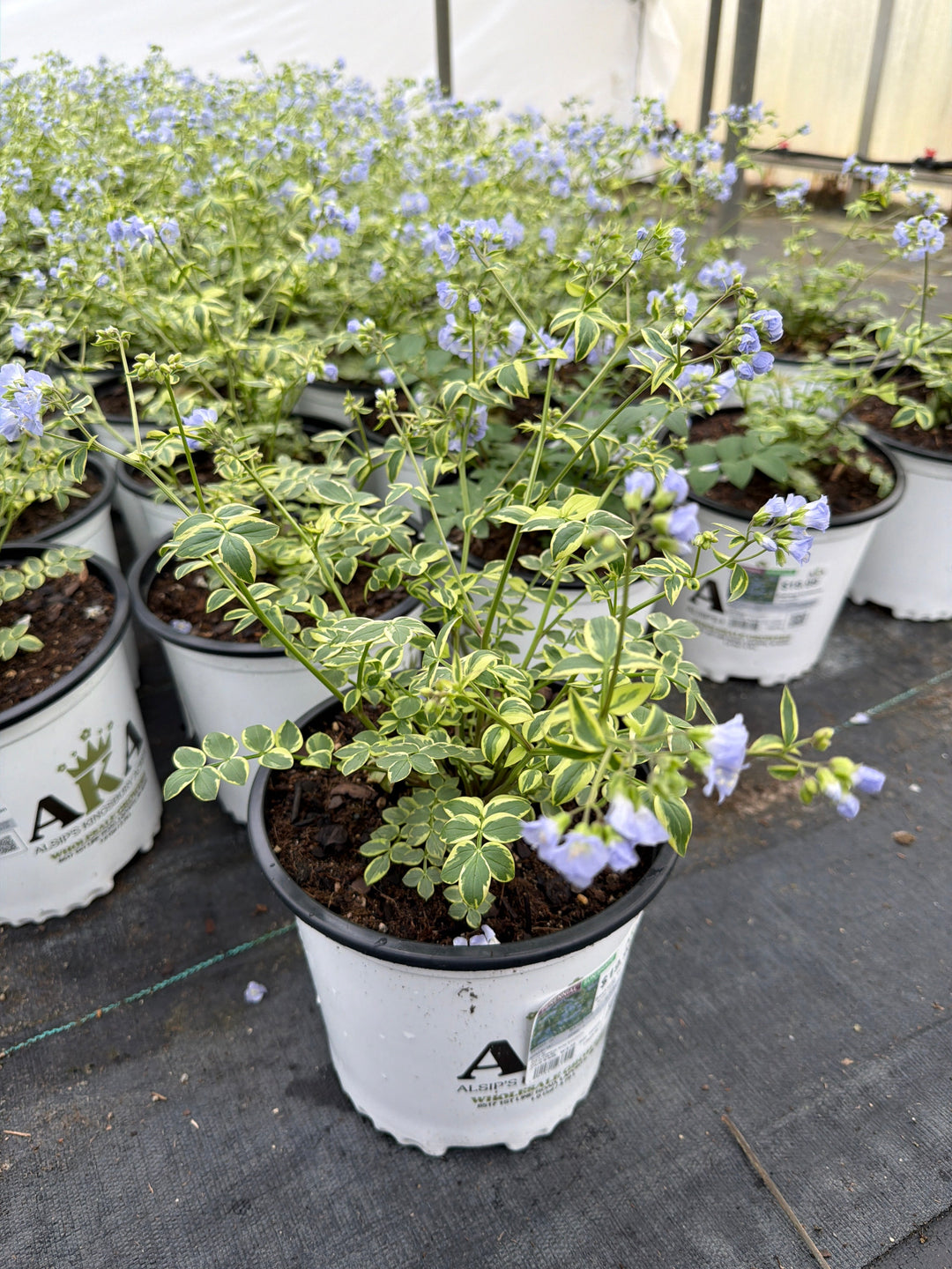 Polemonium Jacobs Ladder Stairway To Heaven - 8" Potted Perennial