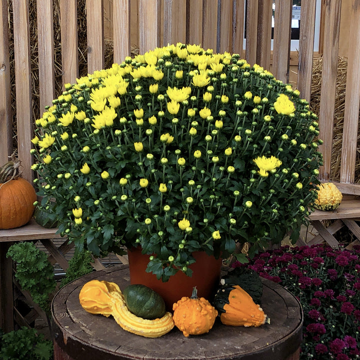 Yellow/Gold Garden Mum Assorted, 8x6" Pot